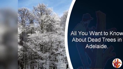 All You Want to Know About Dead Trees in Adelaide
