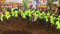 المهمة المستحيلة: مهرجان لترويض الثيران في الهند