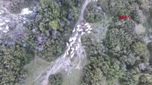 Çanakkale'de Otlarken Kaybolan 30 Küçükbaş, Drone ile Bulundu
