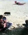 Une femme a une drôle de surprise pendant qu'elle bronze à la plage !