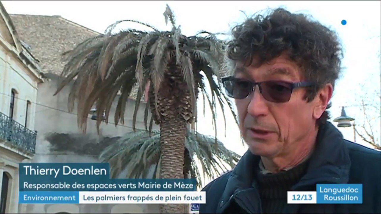 Les palmiers de Mèze victimes du charançon rouge