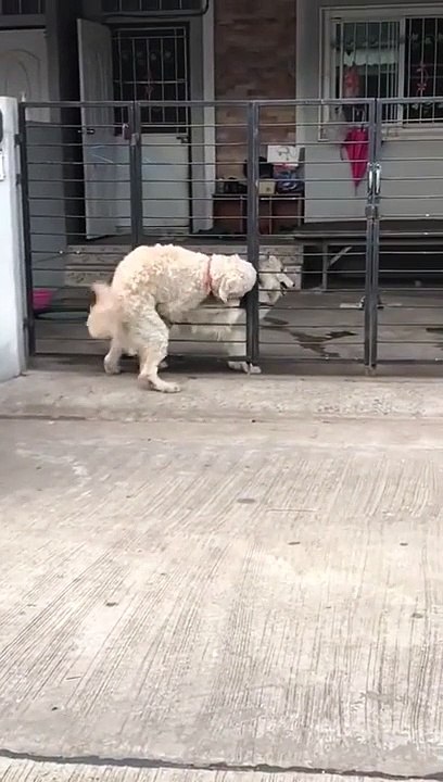 Rien n'arrête un chien en chaleur, même pas une barrière !
