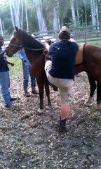 Un cheval ne veut pas qu'un homme monte sur lui et lui fait bien comprendre