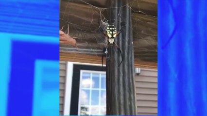 Cette araignée dévore sa proie et c’est effrayant !