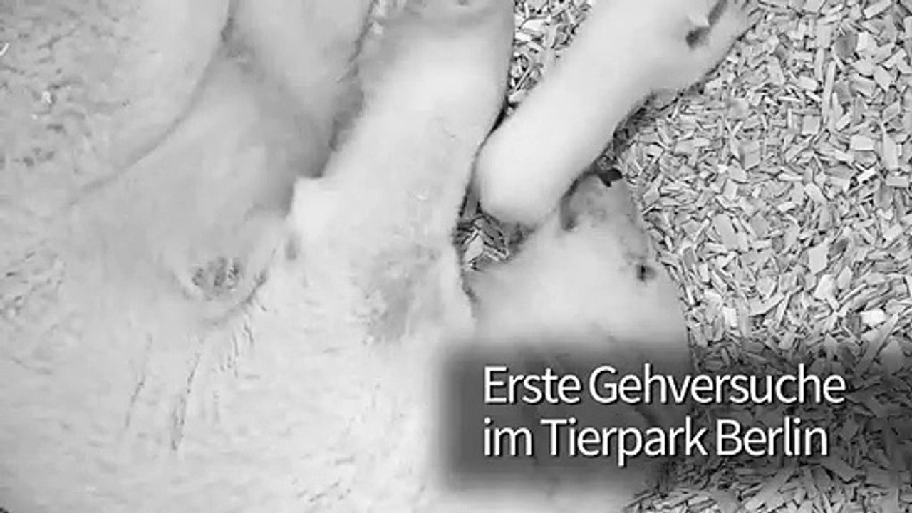 Erste gehversuche von berlins eisbärchen