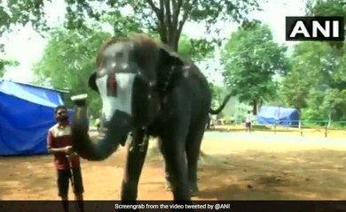 തുമ്പിക്കൈ കൊണ്ട് മൗത്ത് ഔര്‍ഗന്‍ വായിച്ച് ലക്ഷ്മി ആന | Oneindia Malayalam