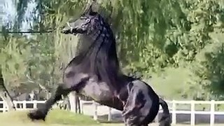 About Horse, Ghora ki mukamal malumat -  Full Detail in [Urdu/Hindi]