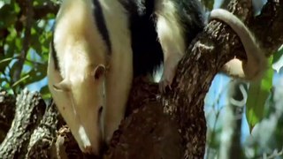 About Anteater, Chonti Khor ka bara ma malumat - Full Detail[Urdu/Hindi]