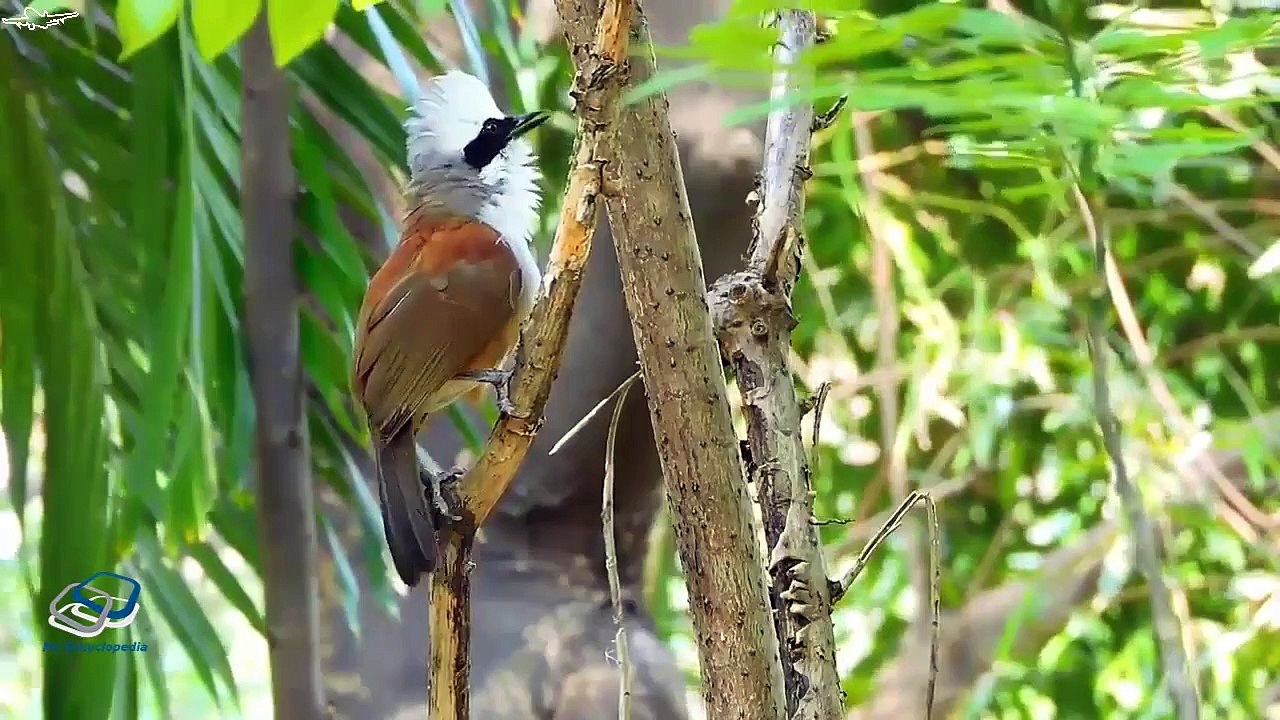 About Bulbul | Bulbul or is jasa prinda Cardinal - Full Detail in [Urdu/Hindi]
