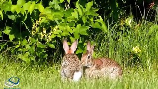 About Rabbit | Khargosh or is jasa janwar Hare - Full Detail in [Urdu/ Hindi]