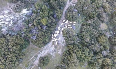 Otlarken kaybolan koyunlar drone ile bulundu