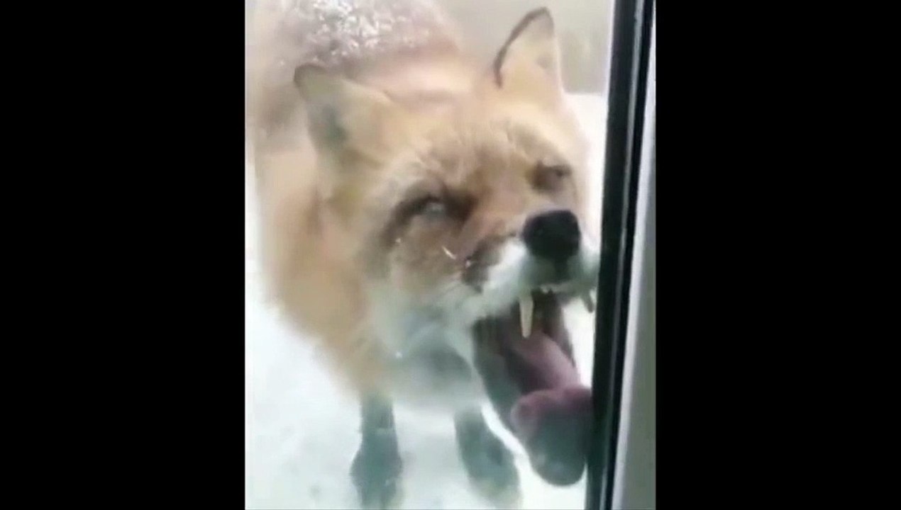 Ce renard bizarre veut rentrer dans la maison