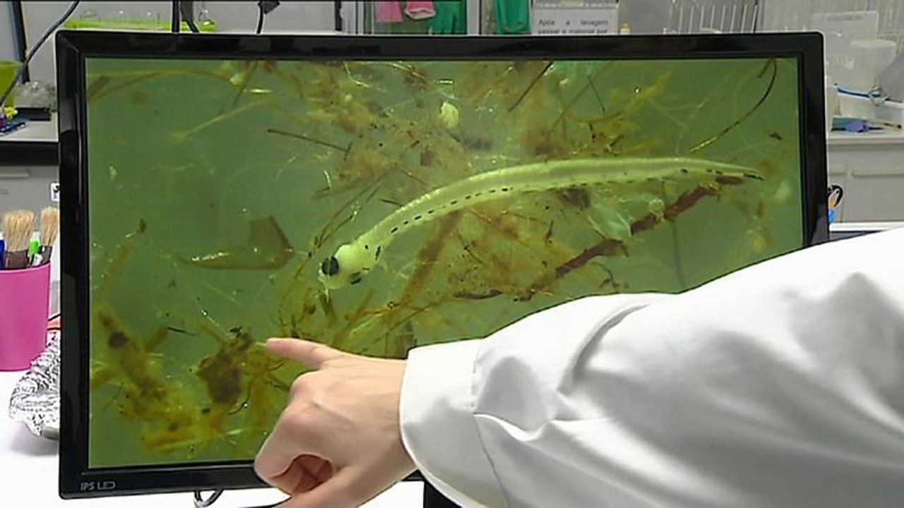 Mehr Mikroplastik als Fischlarven im Douro