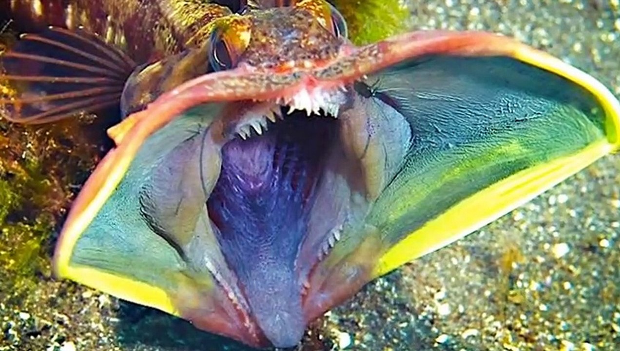 recopilacion   de los animales mas  extraños del mundo  animal