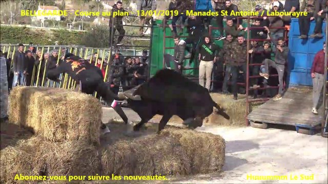 BELLEGARDE-Course au plan-13/01/2019-Encierro d'hiver