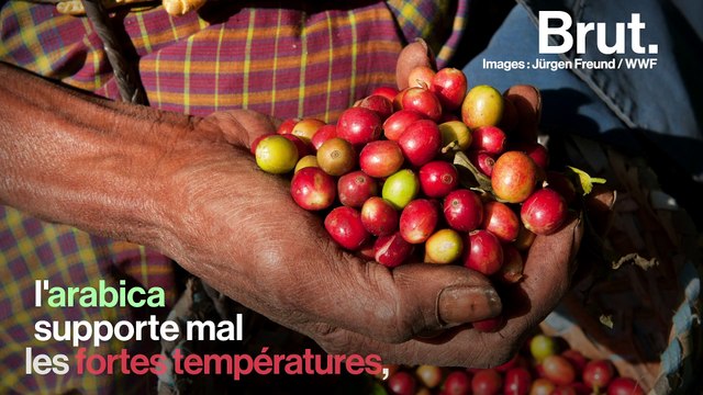 60 % des espèces de café sauvage pourraient disparaître