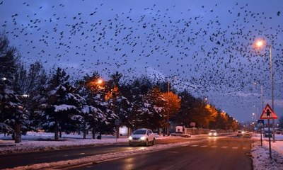 Kayseri'de kargalar gökyüzünü kapladı