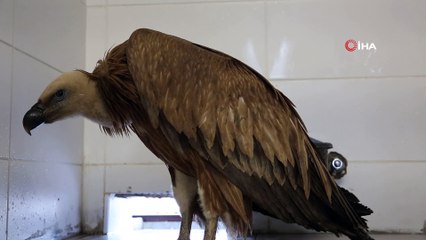 Çobanlar buldu... Zehirlendiği ortaya çıktı