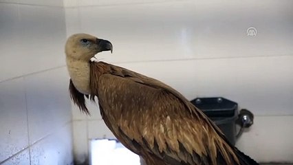 Zehirlenen kızıl akbaba tedavi edildi - DENİZLİ