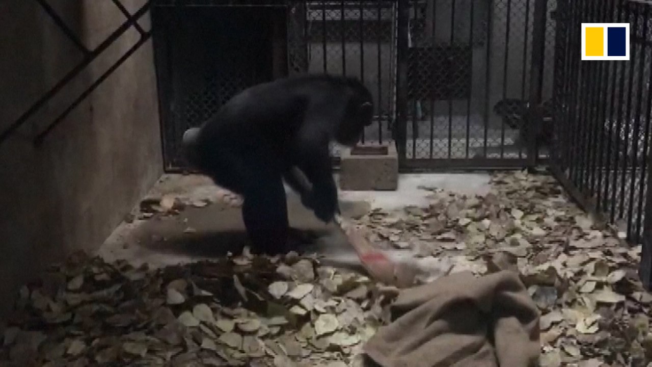 Chimp can sweep