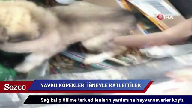Yavru köpekleri anestezi iğneleriyle katlettiler