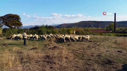 Kaybolan koyunlar drone ile bulundu