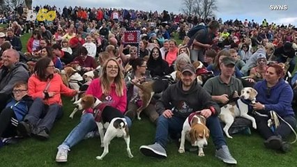 This Group of 1,029 Beagles Just Set a Guinness World Record