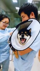 Vaccin d'un chien, il ne supporte pas du tout ! Pauvre petite bête...