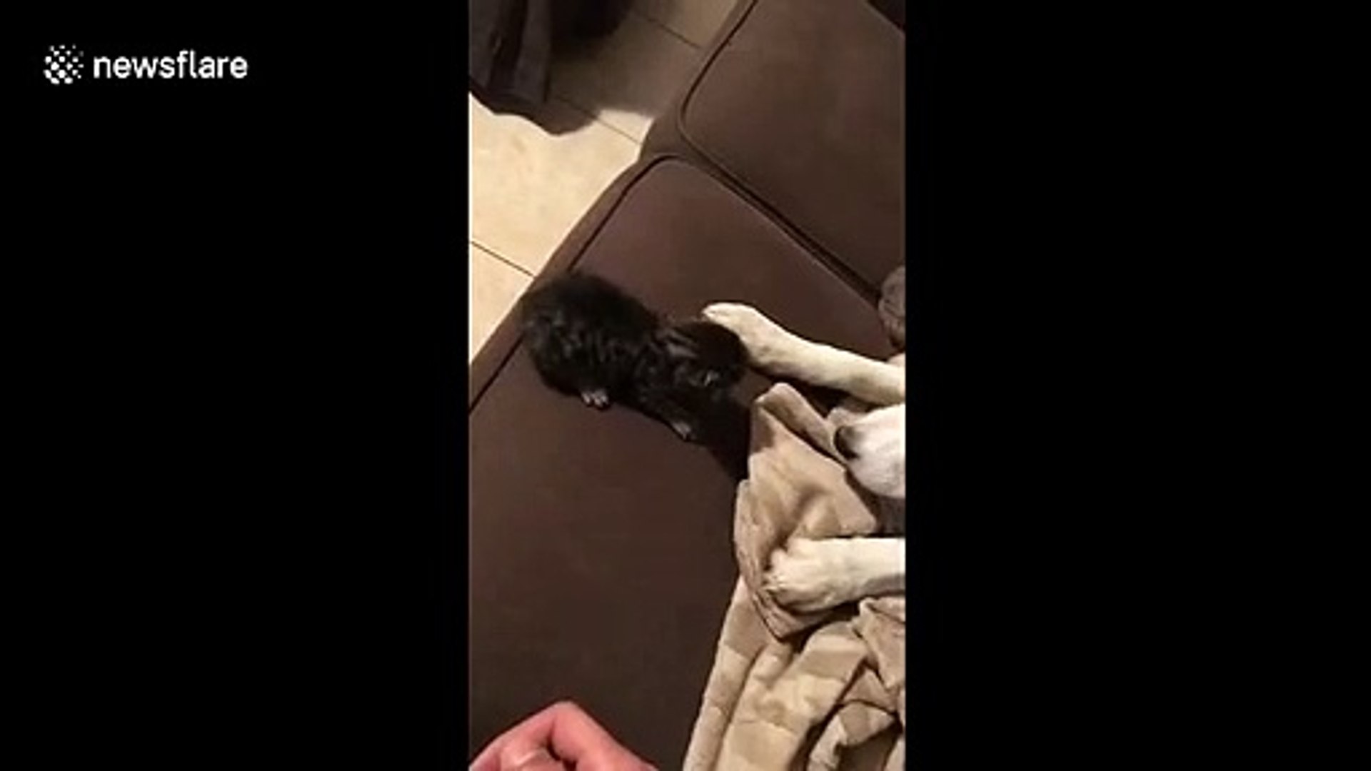 ⁣It must be puppy hate! Owner catches kitten after dog nudges it off sofa