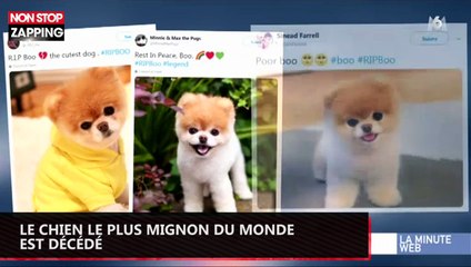 Le chien le plus mignon du monde est décédé (vidéo)