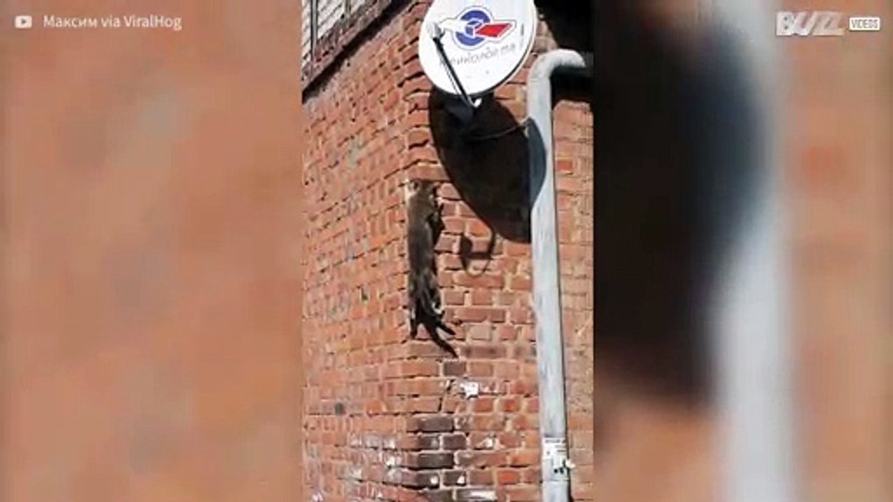 Se ninja-kattens imponerande klättring