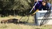 Releasing Bandit Bobcat