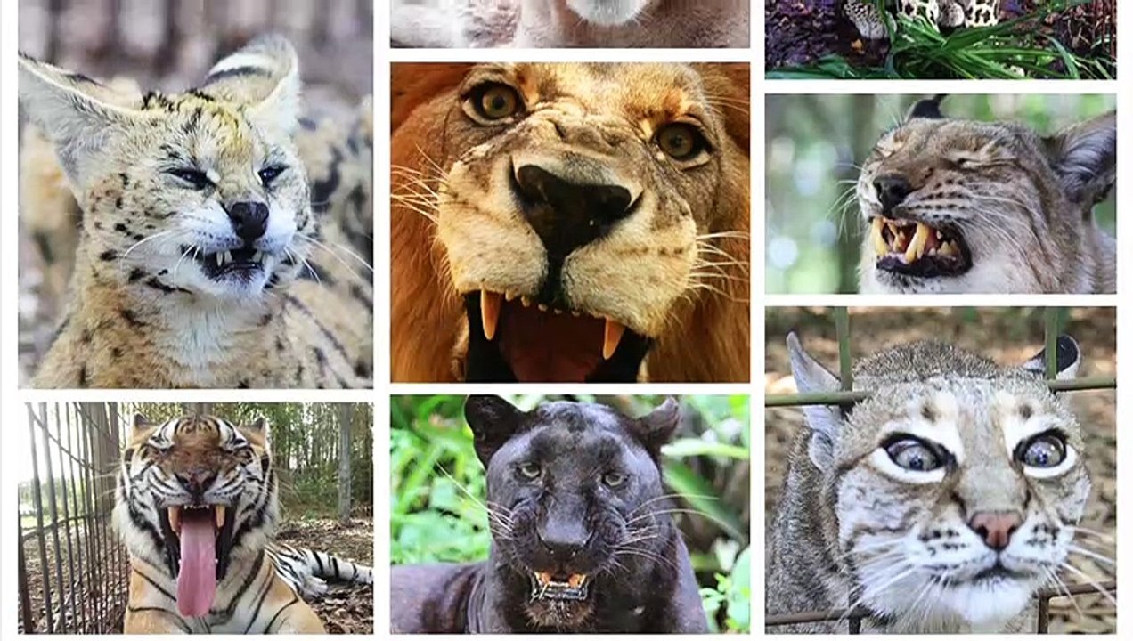 Selfies At Big Cat Rescue