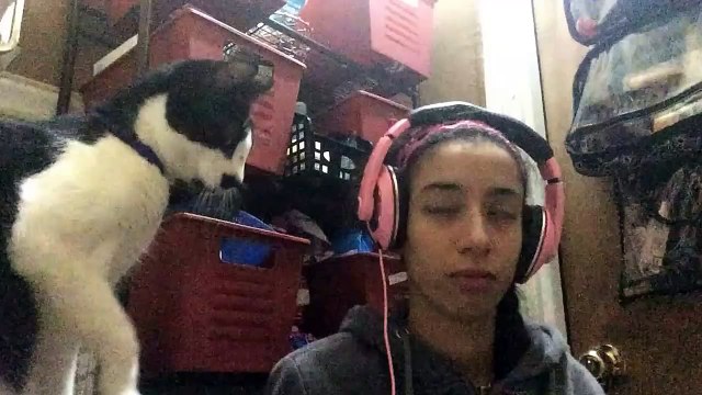 Ce chat adorable demande des calins sur la tête en grattant avec sa patte! Trop mignon