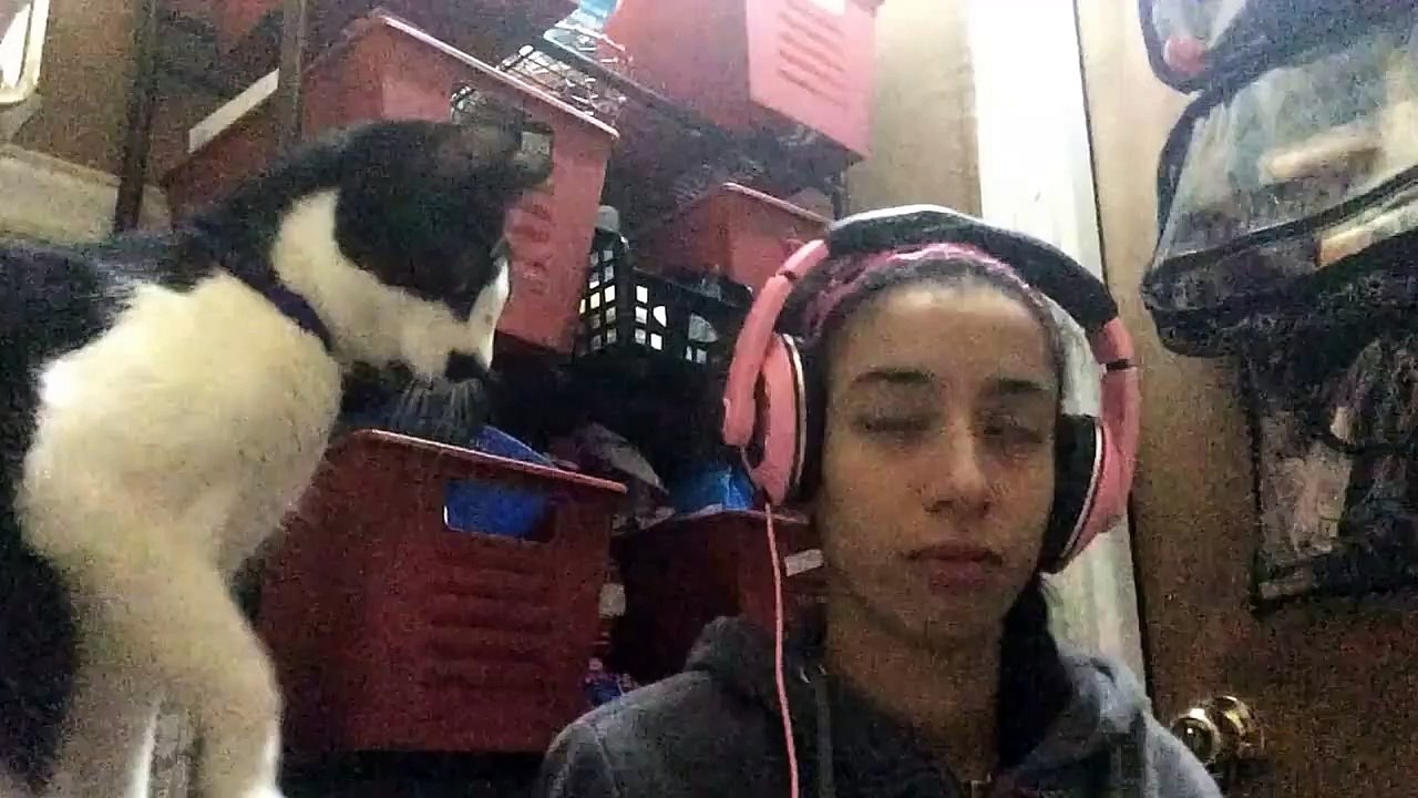 Ce chat adorable demande des calins sur la tête en grattant avec sa patte! Trop mignon