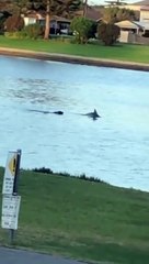 Un chien et un dauphin jouent ensemble... adorable
