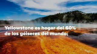 Visita Yellowstone, hogar del 60% de los géiseres del mundo