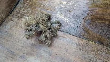 Mystery Sea Creature Baffles Fisherman