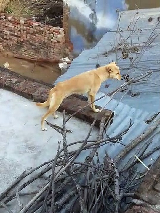 Dogi