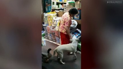 Dog And Duck Bodyguards