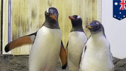 Gender of penguin raised by gay parents revealed in Sydney