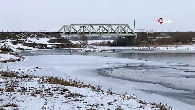 Göç edemeyen leylekler eksi 28 derece soğukta Kars’ta yaşıyor