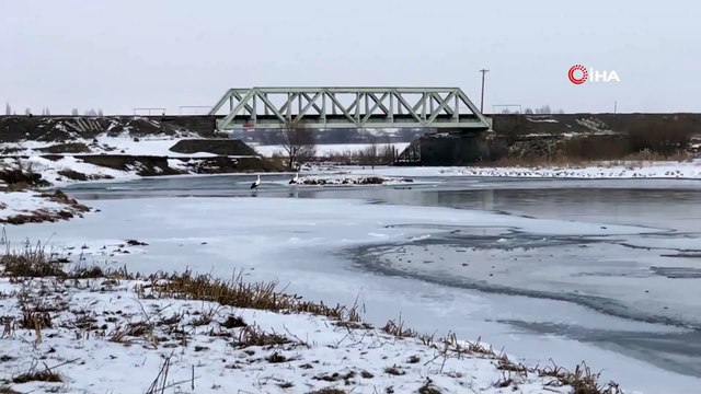 Göç Edemeyen Leylekler Eksi 28 Derece Soğukta Kars’ta Yaşıyor