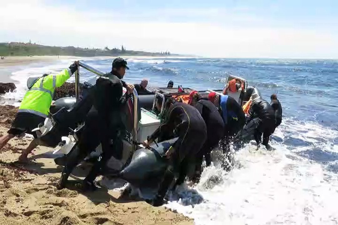 Shark diving Protea Bank South Africa - Plongée requin Protea Bank Afrique du sud