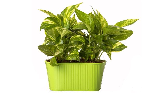 Vastu tips for money plant at home: घर में मनी प्लांट लगाते वक्त ऐसे रखें वास्तु का ध्यान | Boldsky