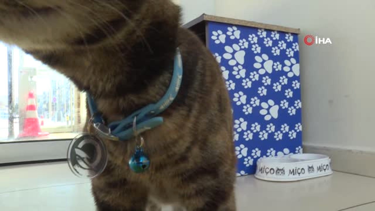 Feribot İskelesinin Maskotu 'Miço'