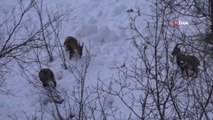 Çetin Geçen Kış, Koruma Altındaki Dağ Keçilerini de Etkiliyor