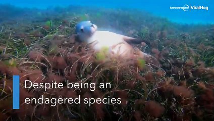 Endangered sea lion says 'hello'