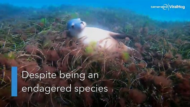 Endangered sea lion says 'hello'