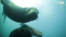 Até no fundo do mar...gangue de leões marinhos tenta roubar mergulhadores
